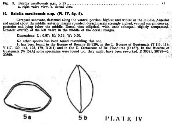 Bairdia caraibeensis Bold, 1946 from the original description