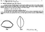 Caribbean Ostracoda