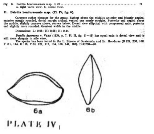 Bairdia hondurasensis Bold, 1946 from the original description