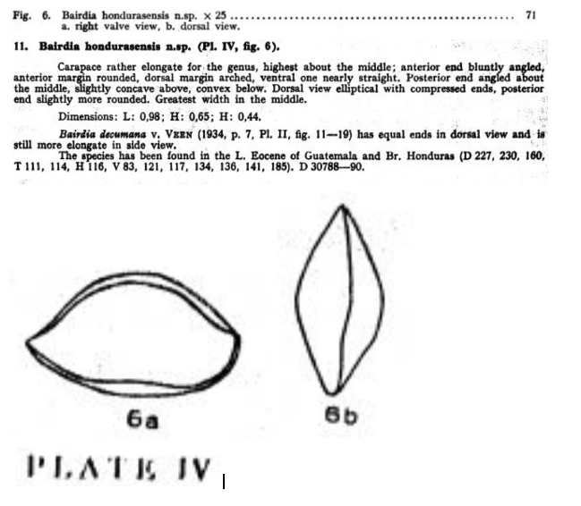 Bairdia hondurasensis Bold, 1946 from the original description