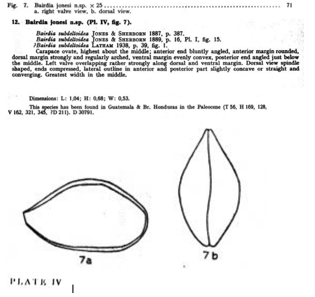 Bairdia jonesi Bold, 1946 from the original description