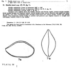Caribbean Ostracoda