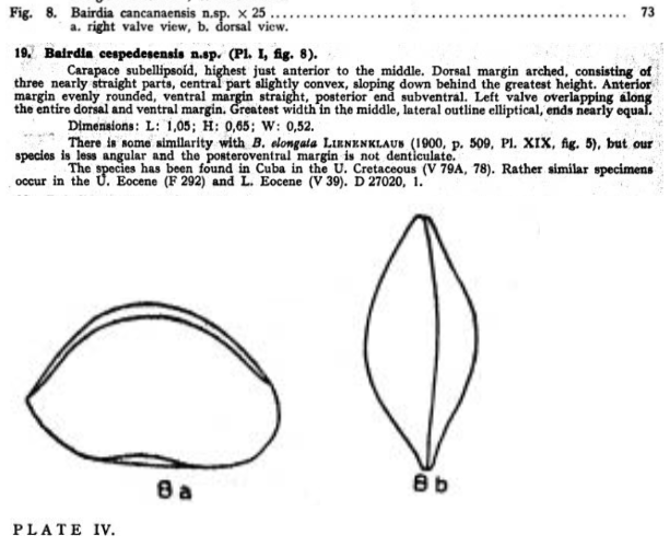 Bairdia cancanaensis Bold, 1946 from the original description