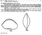 Caribbean Ostracoda