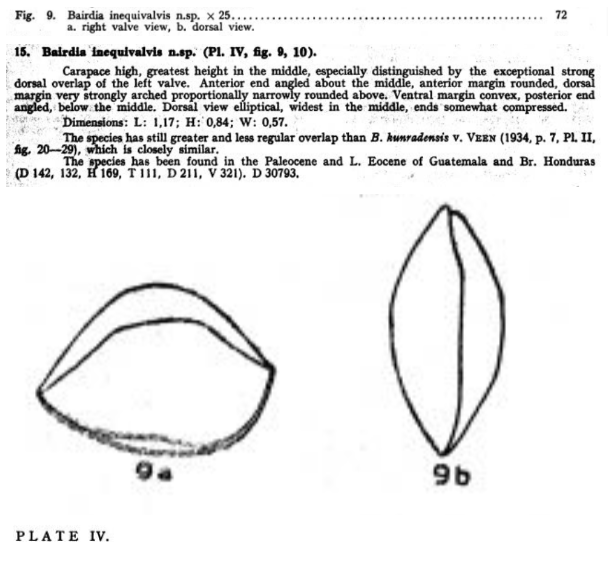 Bairdia inequivalvis Bold, 1946 from the original description