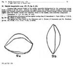 Caribbean Ostracoda