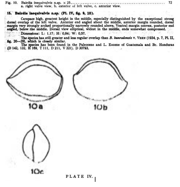 Bairdia inequivalvis Bold, 1946 from the original description