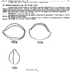 Caribbean Ostracoda