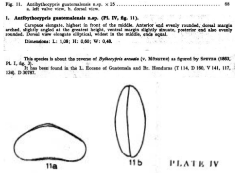 Antibythocypris guatemalensis Bold, 1946 from the original description