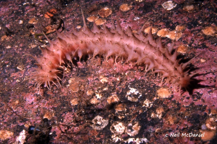 Synallactes mcdanieli Synallactes mcdanieli