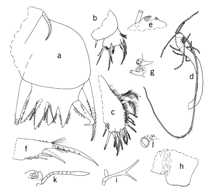 Nealella ornithoides (Brady, 1902)