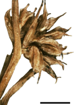 Inflorescence of Diplacrum blakei Australia P.K. Latz 2756b