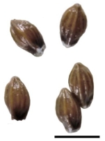 Nutlets of Diplacrum blakei Australia P.K.Latz 2607 1