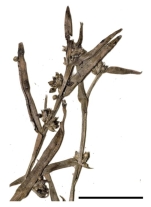 Inflorescence of Diplacrum caricinum Australia J.Russell-Smith 8225 1