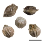 Nutlets of Diplacrum caricinum Austrlia P.K. Latz 3700a 1