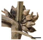 Fig.3. Diplacrum caricinum