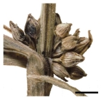 Spikelets of Diplacrum caricinum Australia P.K. Latz 3700a 1