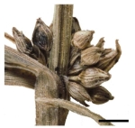 Spikelets of Diplacrum caricinum Australia P.K. Latz 3700a 1