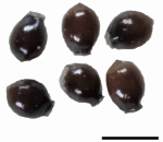 Nutlets of Diplacrum latzii Australia P.K.Latz 3701 1