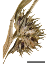 Cluster of spikelets of Diplacrum latzii Australia P.K.Latz 2756a 1