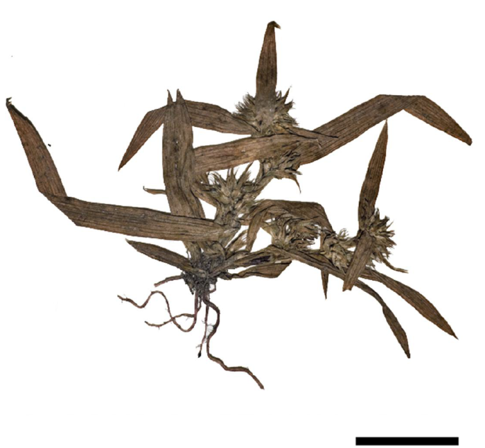 Fig.1. Diplacrum pygmaeum