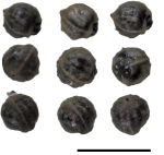 Nutlets of Diplacrum pygmaeum Australia S.T. Blake 23354