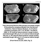 Cytherura complexa Brady, 1867 - Syntypes from Horne & Lord (2024: Fig. 2)