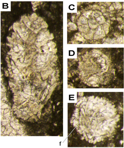 Extentaspira pichezziae Consorti, Fabbi & Cipriani in Consorti et al., 2024