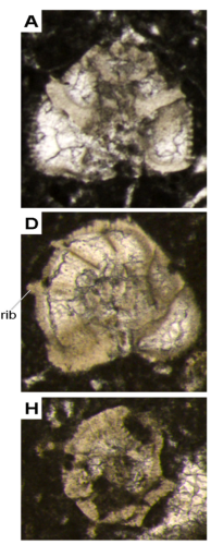 Extentaspira pampaloniae Consorti, Fabbi & Cipriani in Consorti et al., 2024