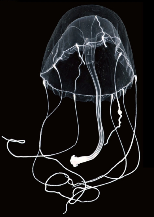 Eutima diademat from northeastern Japan, photo from Toshino et al. (2024) Eutima diademat from northeastern Japan, photo from Toshino et al. (2024)