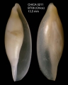Xandarovula aetheria Nappo, 2024, specimen from Gulf of Cadiz, Chica Mud Volcano (36º 22,263' N - 7º 06,272' W, 660-667 m)  (actual size 13.5 mm)