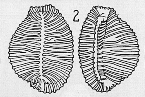 Pusula (Niveria) problematica F. A. Schilder, 1931 original figure