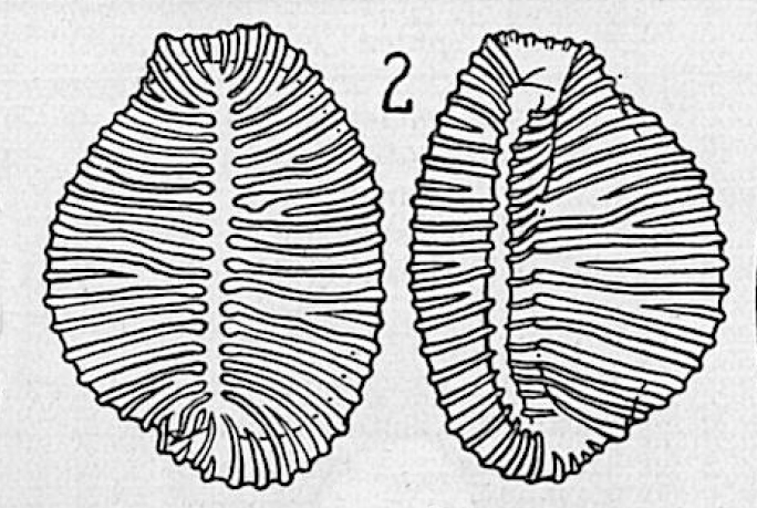 Pusula (Niveria) problematica F. A. Schilder, 1931 original figure