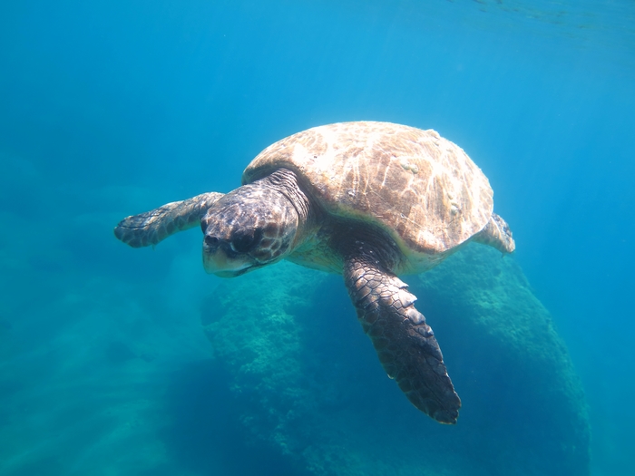 Caretta caretta Caretta caretta