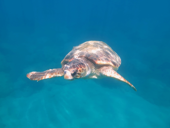 Caretta caretta Caretta caretta