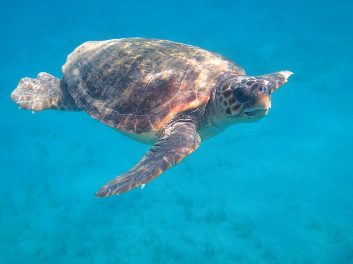 Caretta caretta Caretta caretta