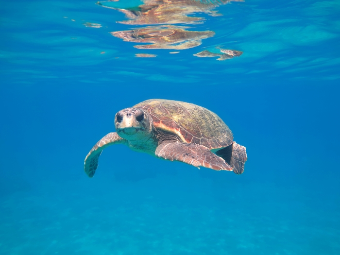 Caretta caretta Caretta caretta