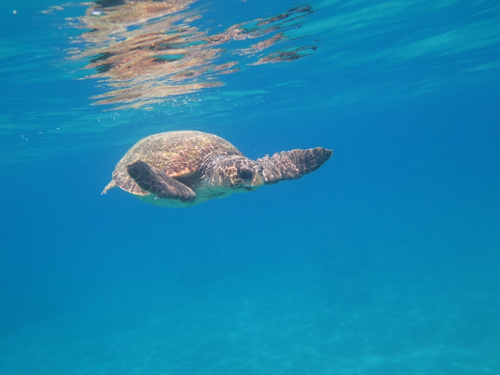 Caretta caretta Caretta caretta