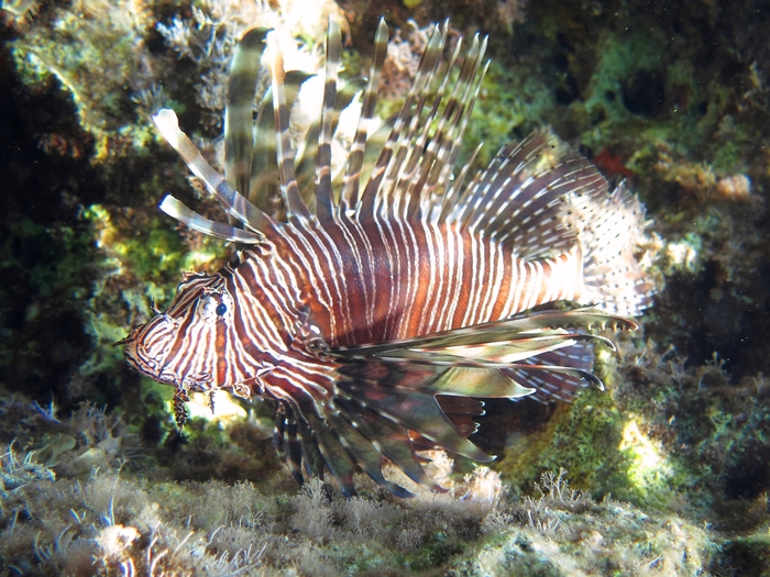 Pterois miles Pterois miles