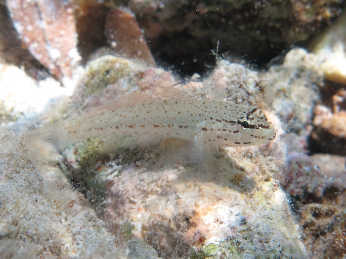 Gobius bucchichi Gobius bucchichi