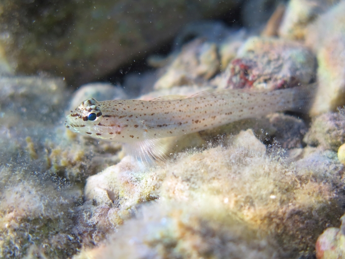 Gobius bucchichi Gobius bucchichi