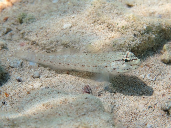 Gobius bucchichi Gobius bucchichi