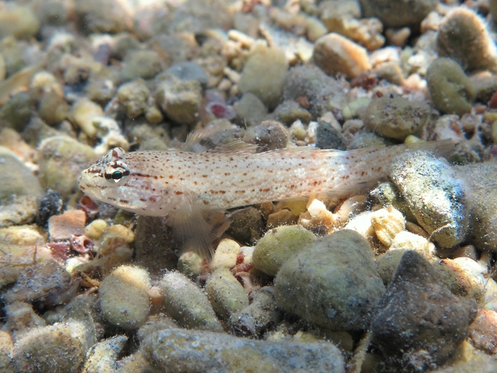 Gobius bucchichi Gobius bucchichi