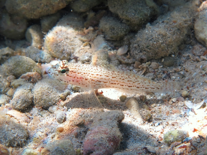 Gobius fallax