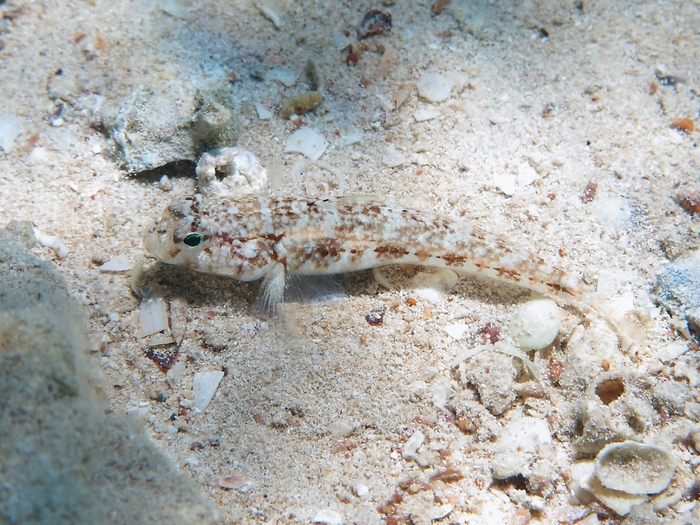 Gobius roulei Gobius roulei