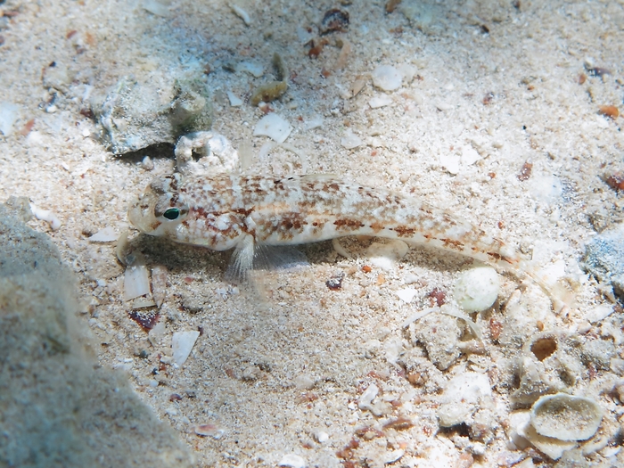 Gobius roulei