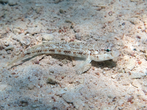 Gobius roulei