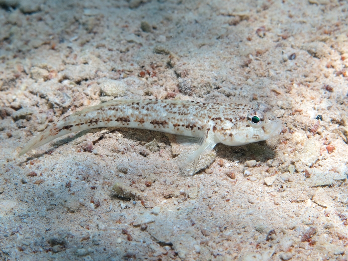 Gobius roulei Gobius roulei