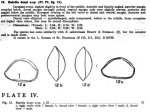 Caribbean Ostracoda