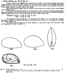 Caribbean Ostracoda